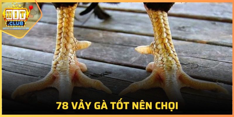 78 Vảy Gà Tốt Nên Chọi