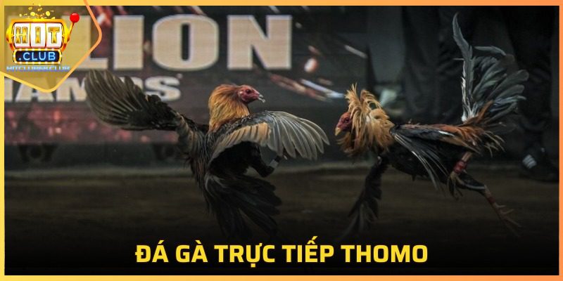 Đá Gà Trực Tiếp Thomo