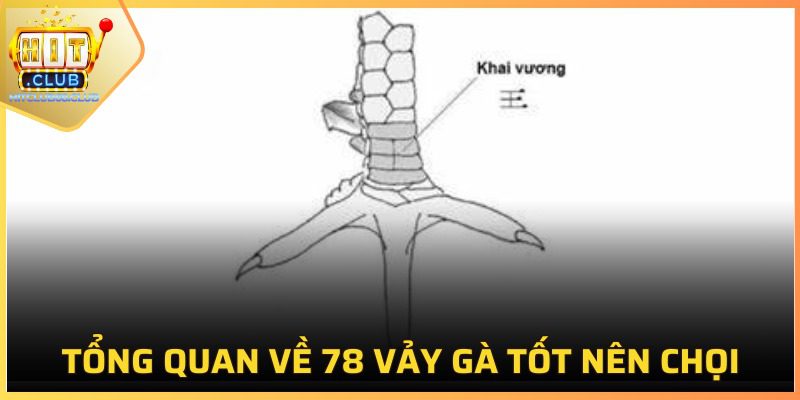 Đôi nét về vảy gà cho người mới