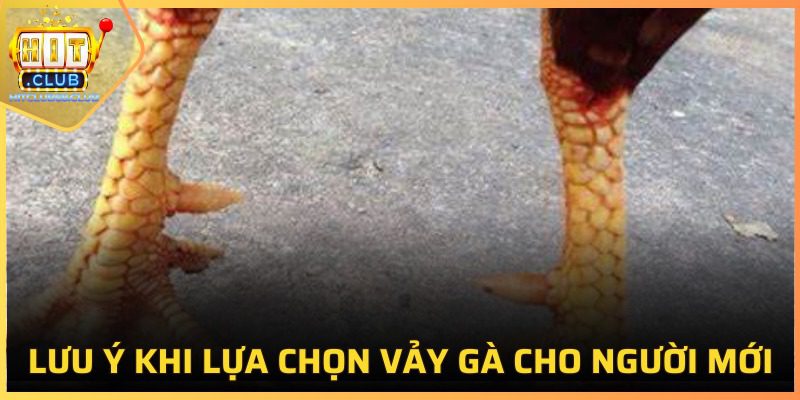 Kinh nghiệm chọn vảy gà cho người mới tham gia