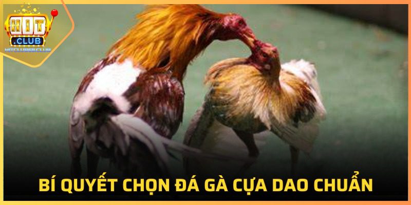 Những chú chiến kê được tuyển chọn kỹ càng